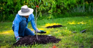 borra de café em plantas