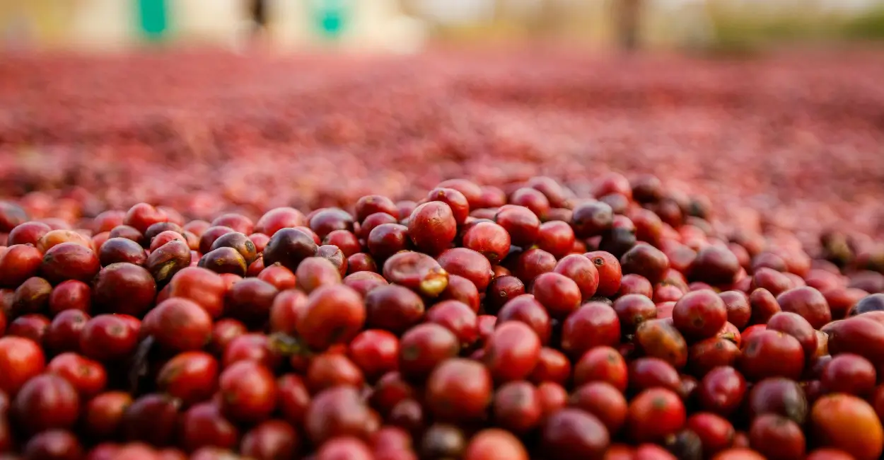 cafés fermentados tendência gastronômica