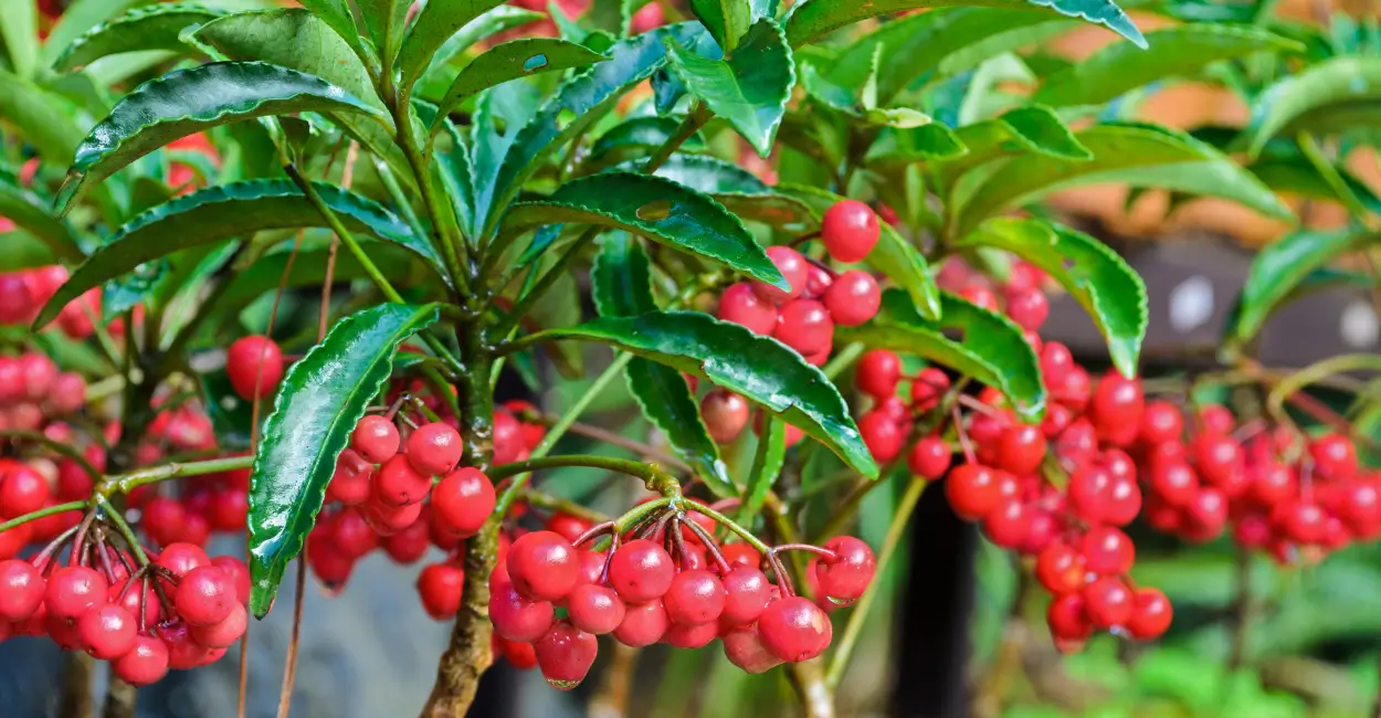 café-de-jardim planta ornamental