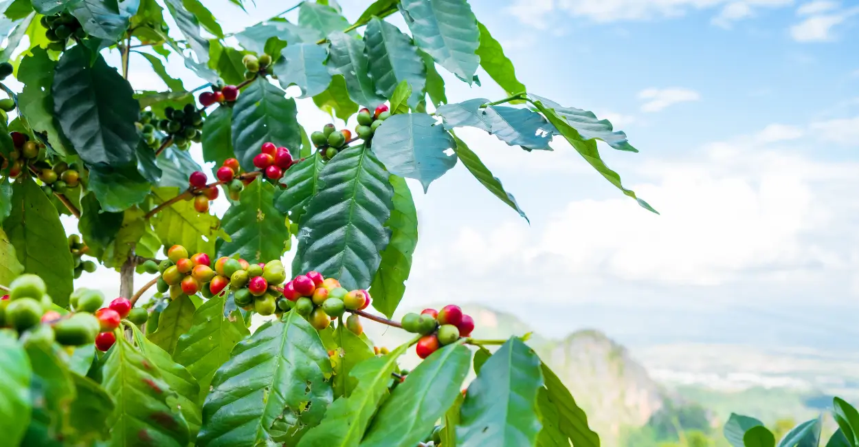 Café de Torrinha selo de indicação geográfica