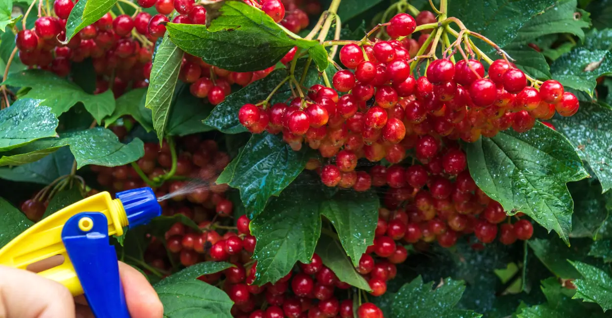 calda bordalesa protege plantas e cafezais