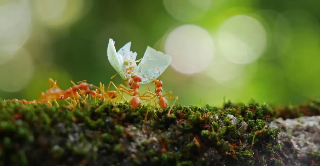 Como eliminar formigas com plantas