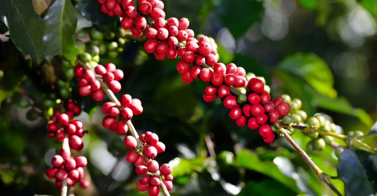 estudo revela potencial dos grãos de café