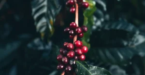 Arquitetura de plantas deixa café mais saboroso mesmo na seca