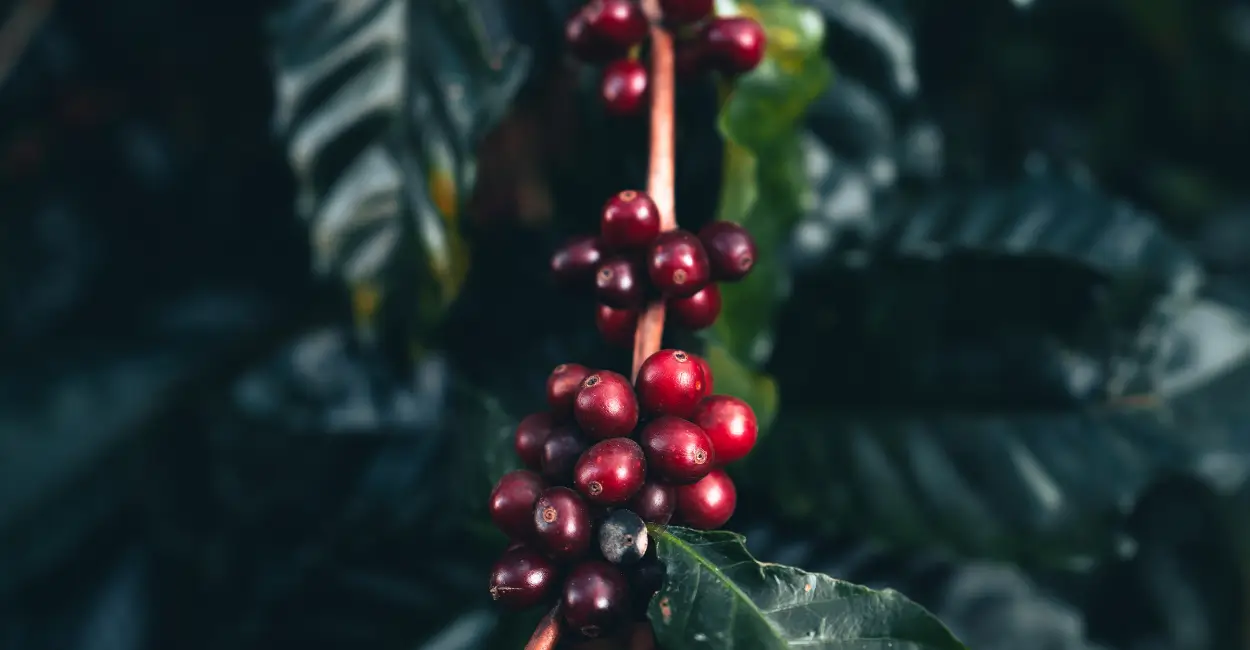 Arquitetura de plantas deixa café mais saboroso mesmo na seca