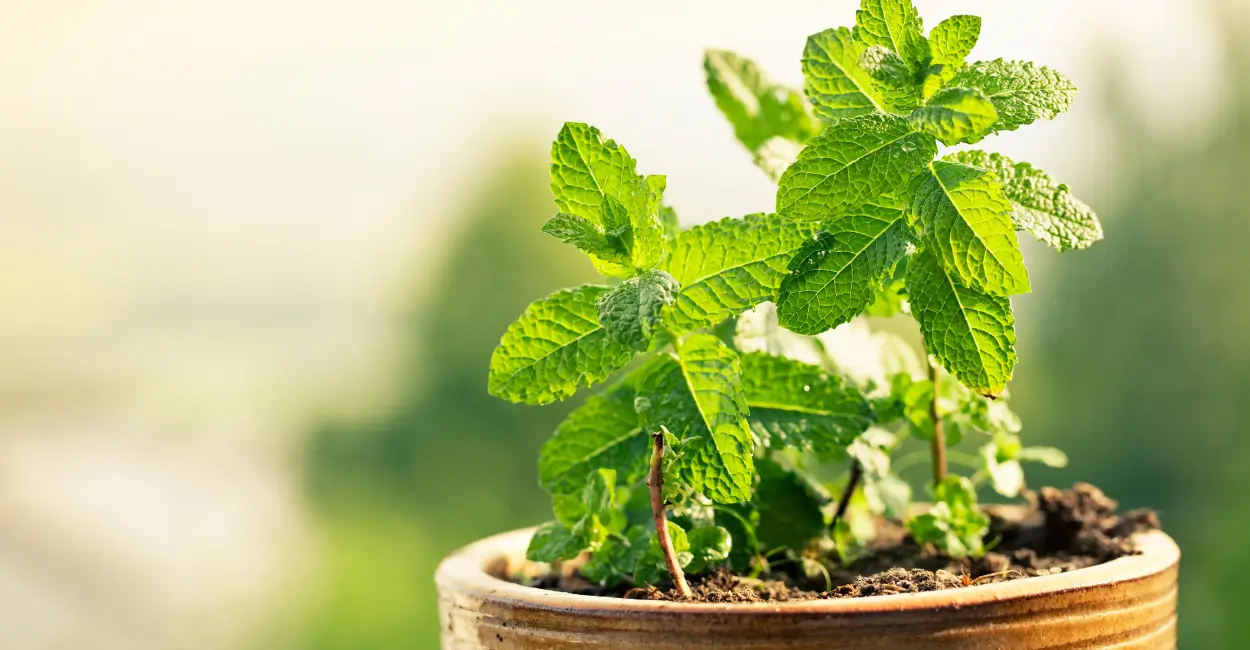 como plantar hortelã em casa