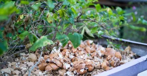 pare de jogar fora cascas de ovos, borra de café e restos de alimentos