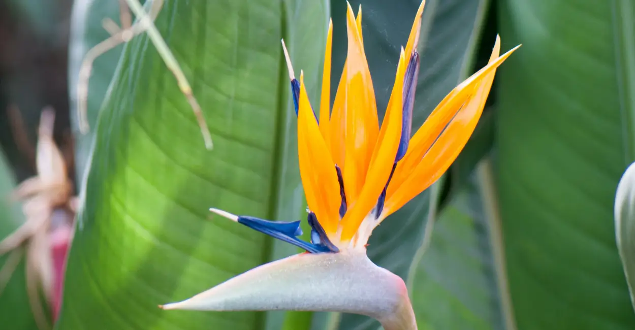Como cultivar estrelicia, também conhecida como ave do paraíso