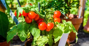Como plantar tomates em vasos pequenos?