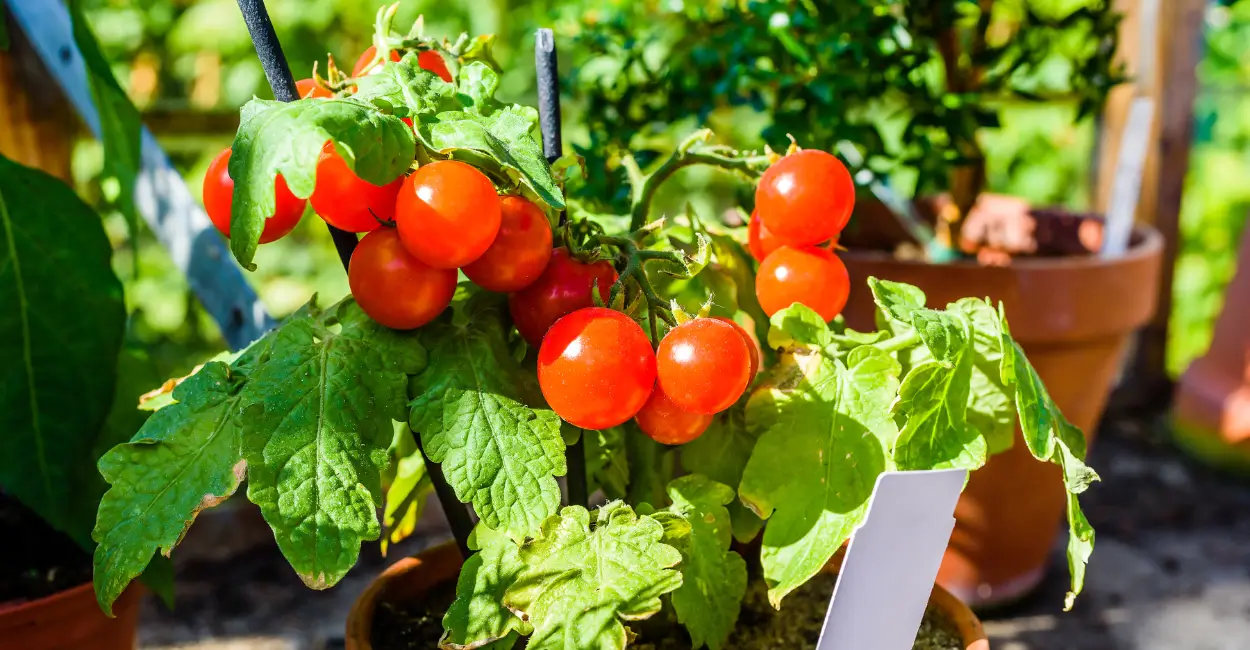 Como plantar tomates em vasos pequenos?