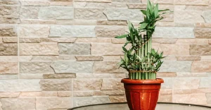 4 Dicas para seu bambu da sorte ficar sempre verde