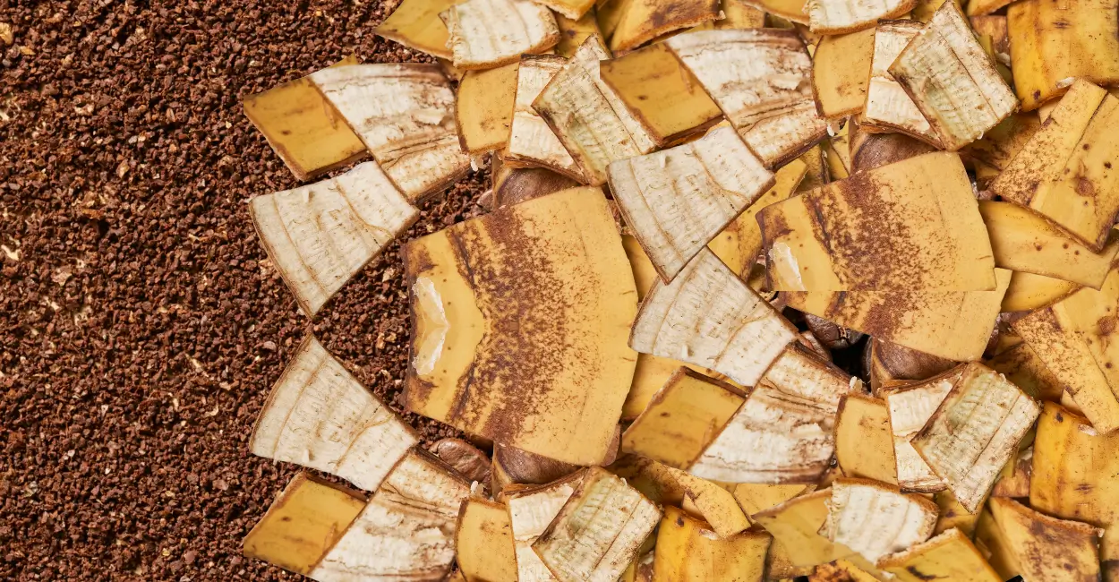 Mistura de casca de banana e borra de café como fertilzante caseiro