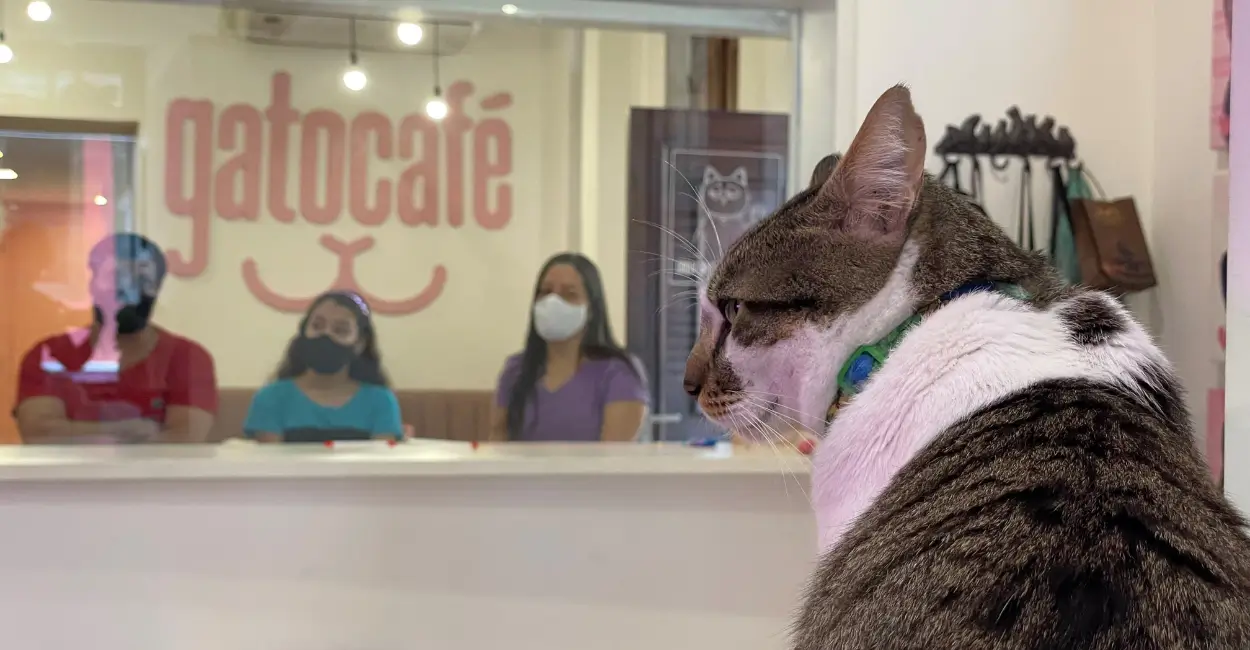 Estratégia do Gato Café com latte art e tematização de cafeteria