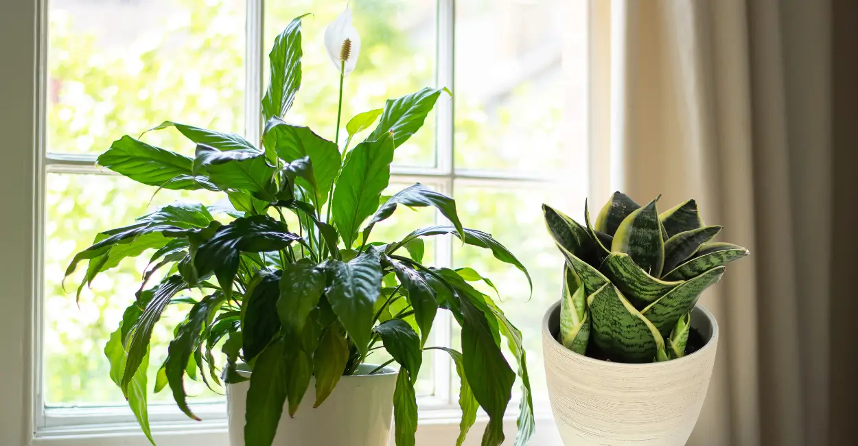plantas que ajudam a controlar a umidade e evitar mofo em casa