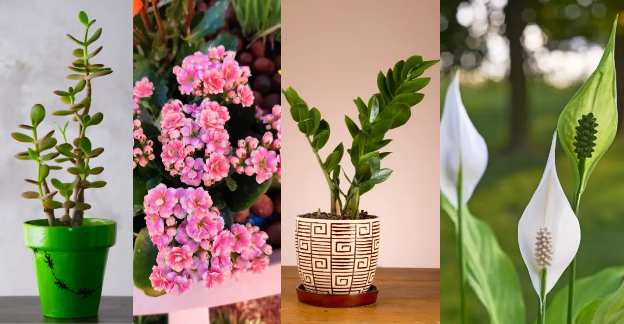 Plantas que trazem prosperidade e fortuna para sua casa