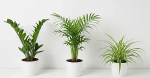 Plantas ideais para apartamentos e ambientes pequenos