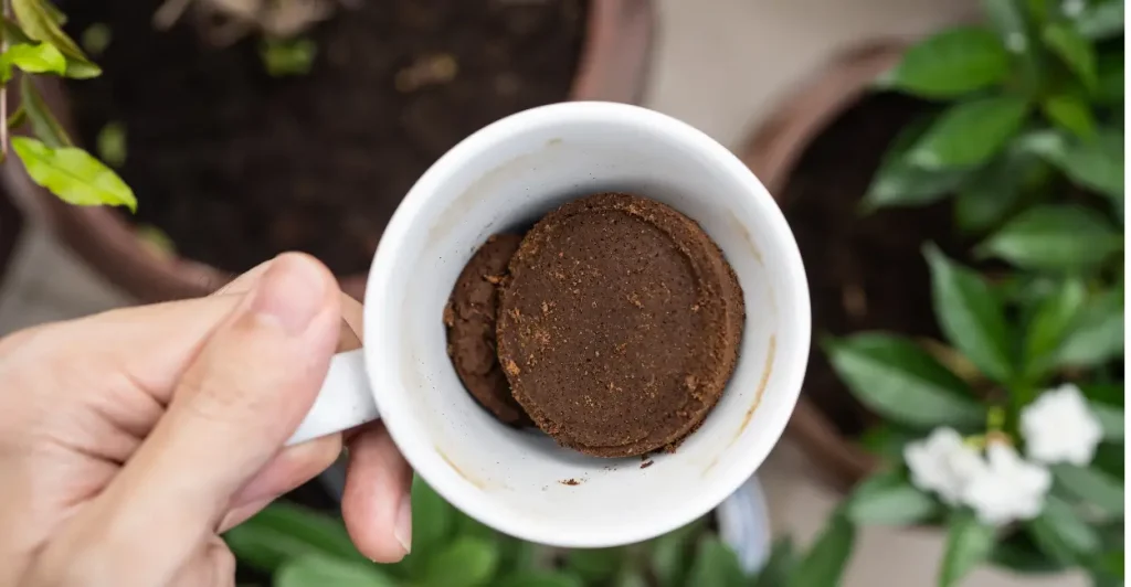 Uso caseiro das propriedades das borra do café nas plantas
