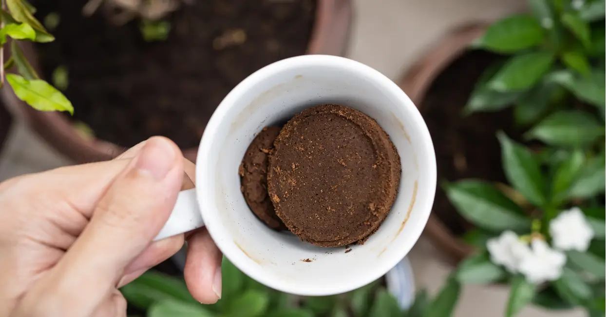 Uso caseiro das propriedades das borra do café nas plantas