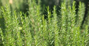 Planta medicinal, além de tempero, saiba as vantagens do alecrim