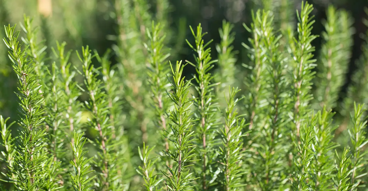 Planta medicinal, além de tempero, saiba as vantagens do alecrim