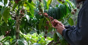 Sustentabilidade na cadeia de produção do café amazônico