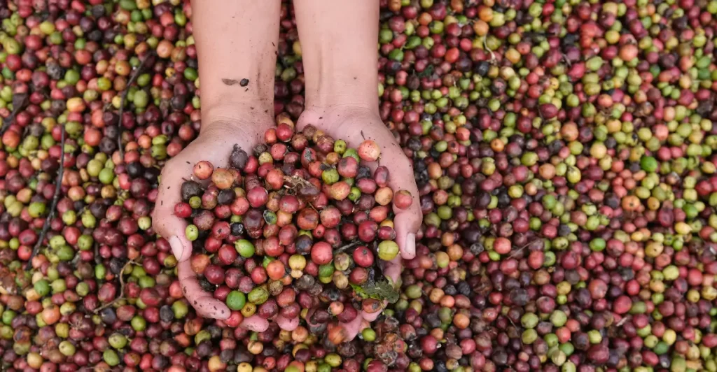 Café amazônico aposta em sustentabilidade