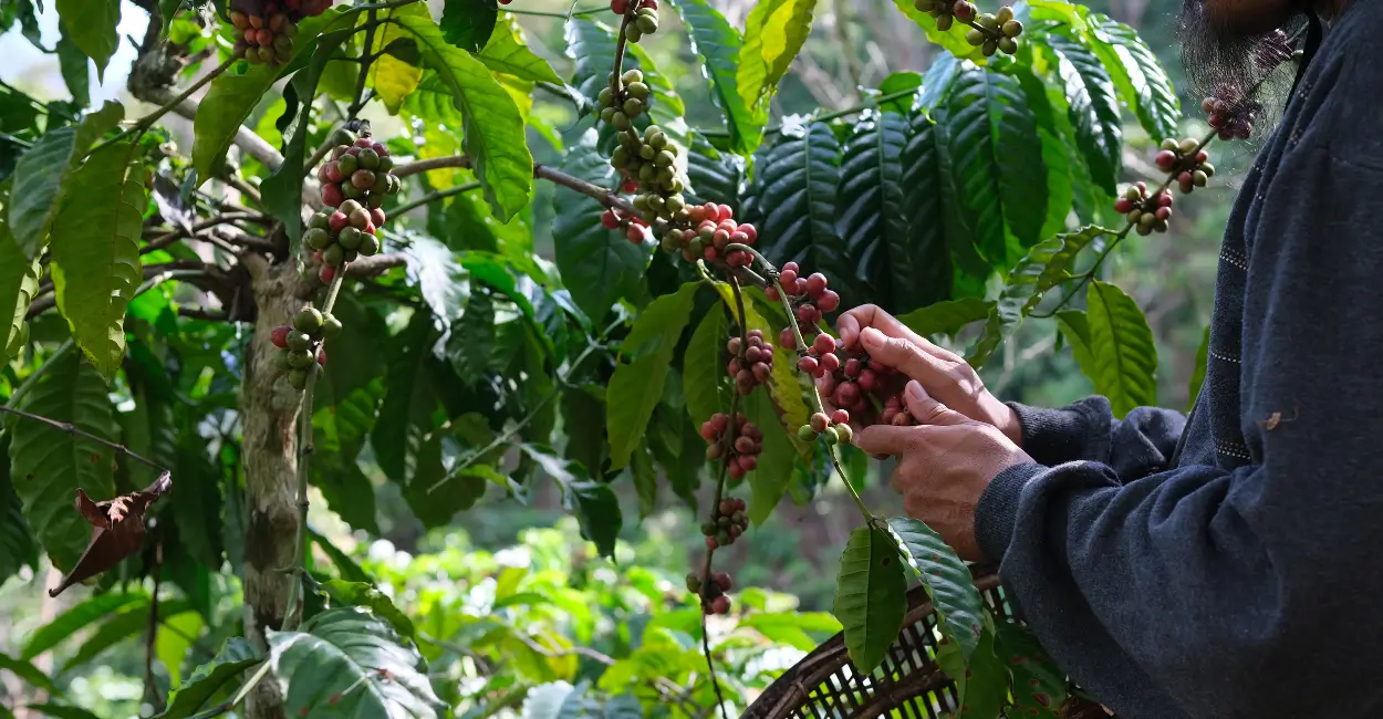 Sustentabilidade na cadeia de produção do café amazônico