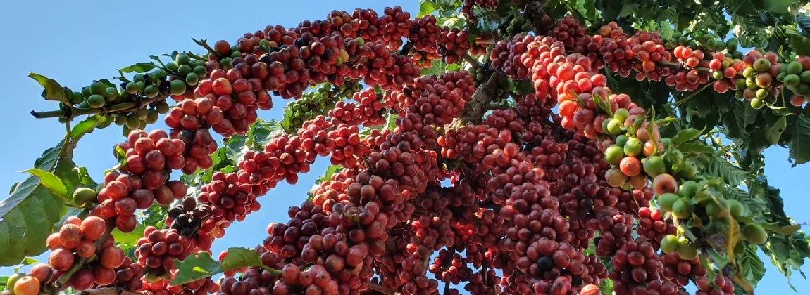Cafés robusta amazônicos são sustentáveis e de alta produtividade