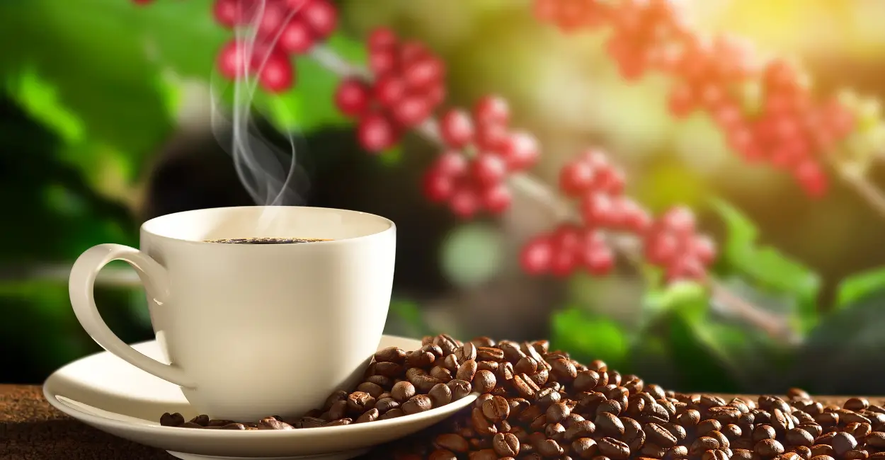 Turismo sensorial do café: tendência e inovação