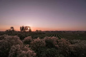 Fazenda de café é pioneira na produção com agricultura regenerativa