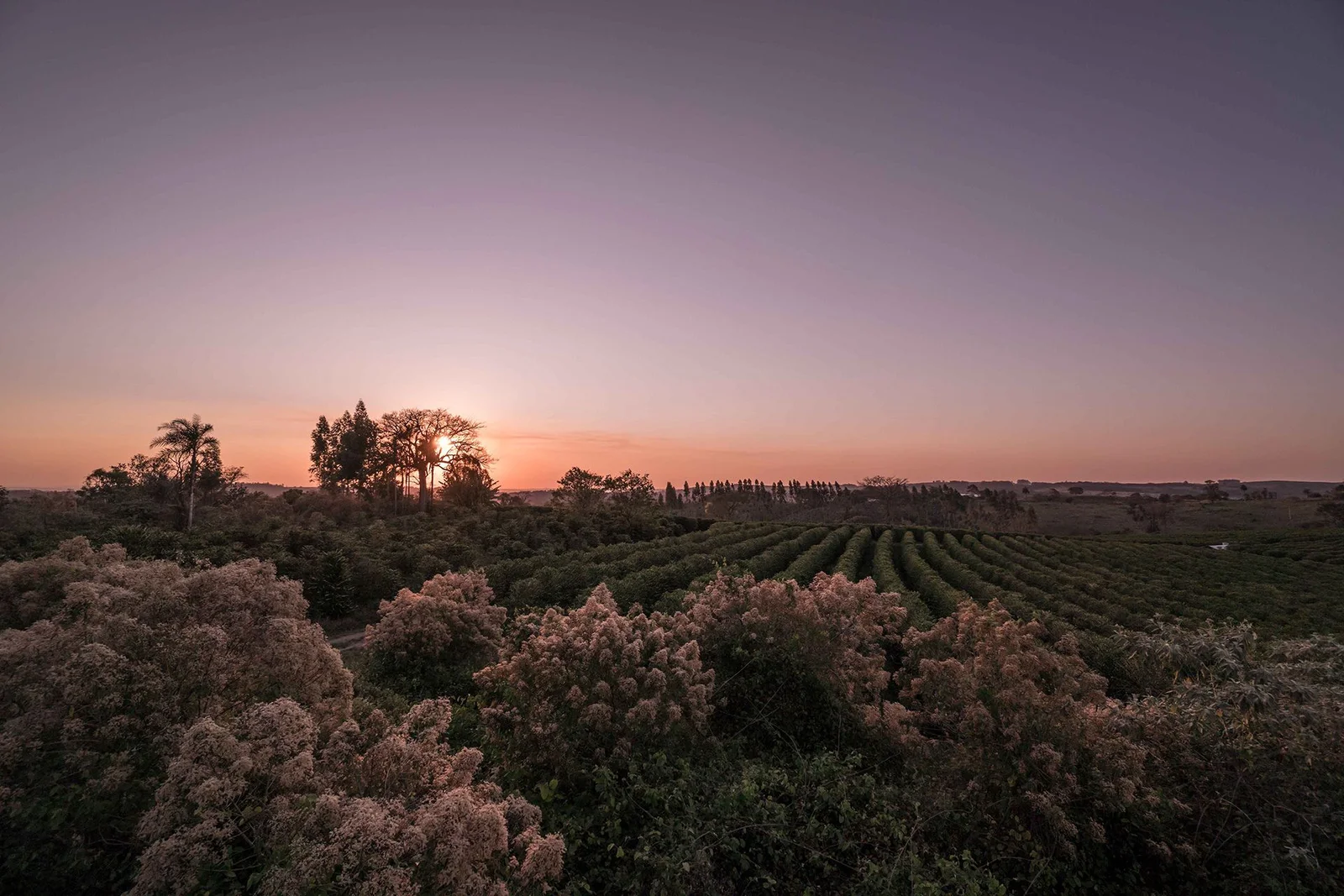 Fazenda de café é pioneira na produção com agricultura regenerativa