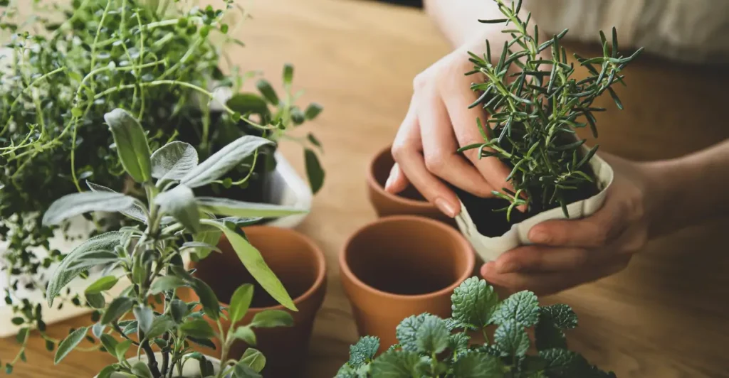 Como plantar sua horta em pequenos espaços