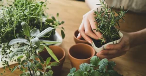 Como plantar sua horta em pequenos espaços