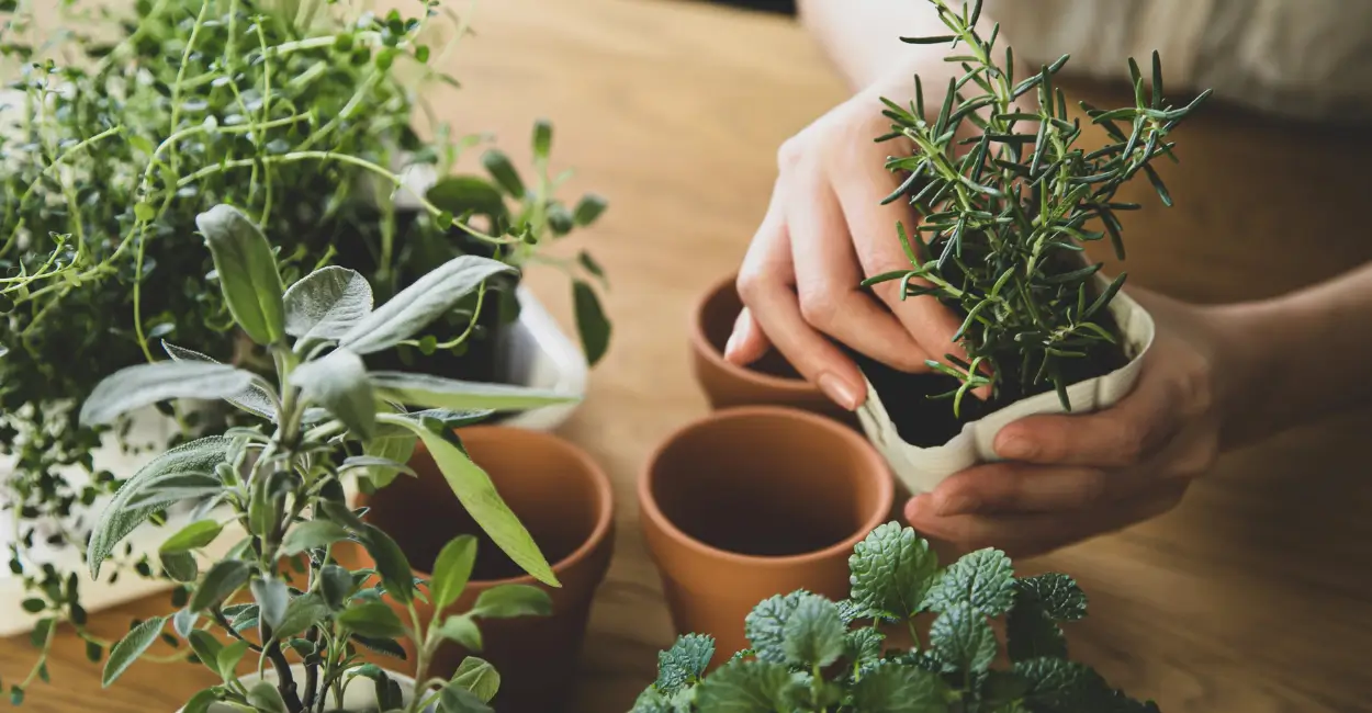 Como plantar sua horta em pequenos espaços