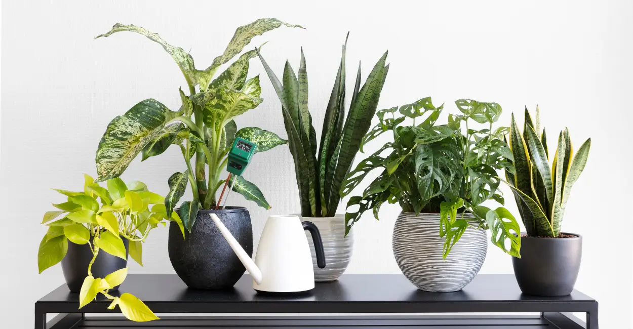 Plantas fáceis de cultivar dentro de cada e seus benefícios