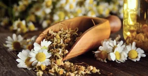 Camomila é poderosa contra insônia e inflamações
