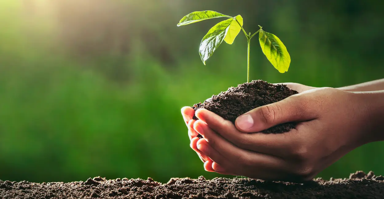 Cooperação técnica impulsiona cadeia produtiva do café