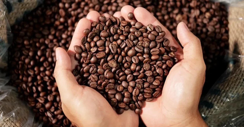 Relação entre cada tipo de grão e preparo do café