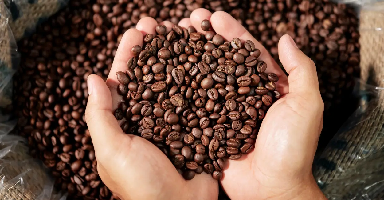 Relação entre cada tipo de grão e preparo do café