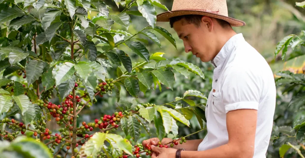 Café sustentável é tendência, mostra SIC 2025