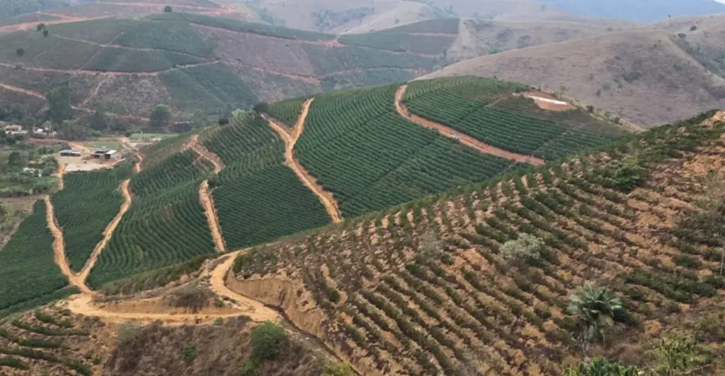 Experiência com irrigação na cafeicultura capixaba é sucesso