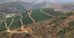Experiência com irrigação na cafeicultura capixaba é sucesso