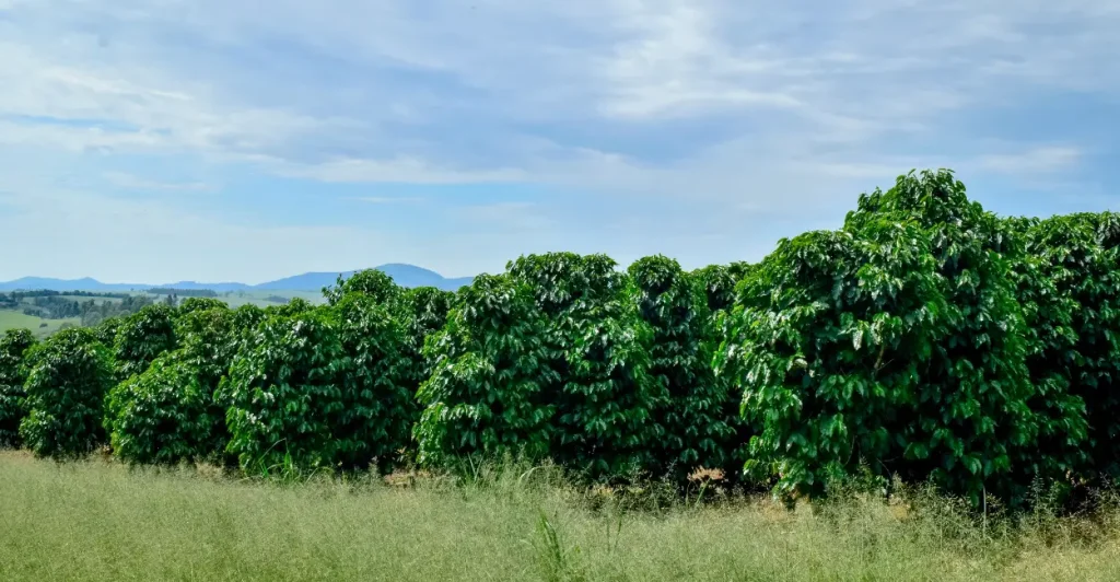 Café: novo ouro que move a economia