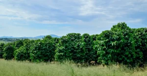 Café: novo ouro que move a economia