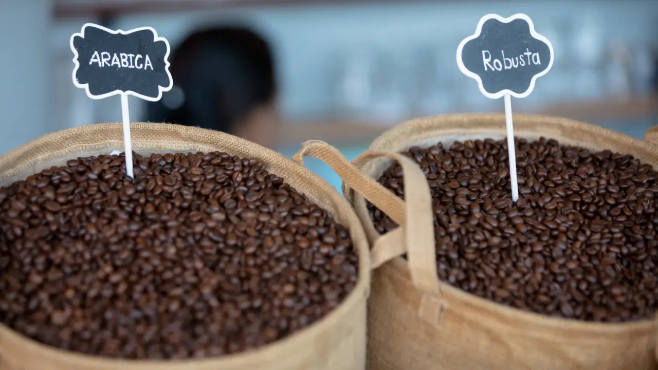 duas sacas de café lado a lado com plaquinhas diferenciando arábica do robusta